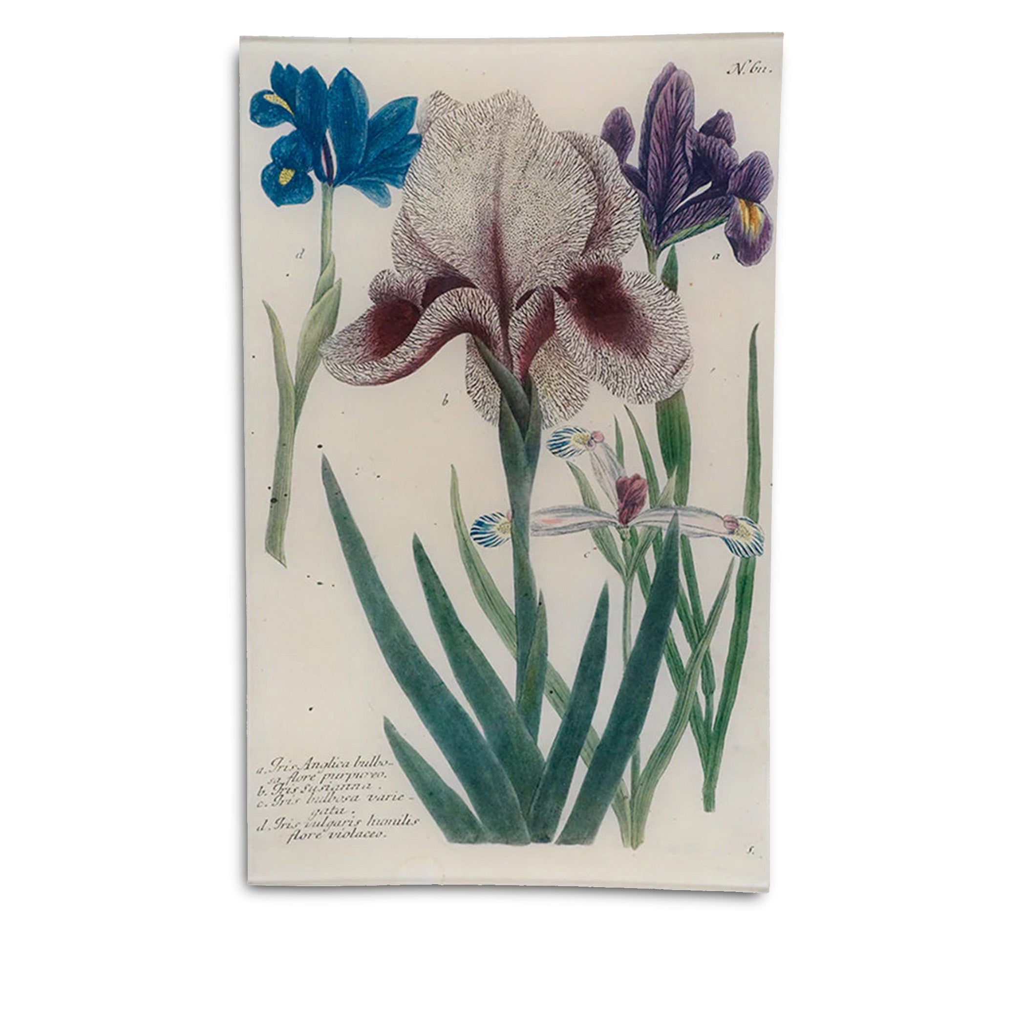 John Derian 'Mourning Iris' Tray, 25 x 40cm