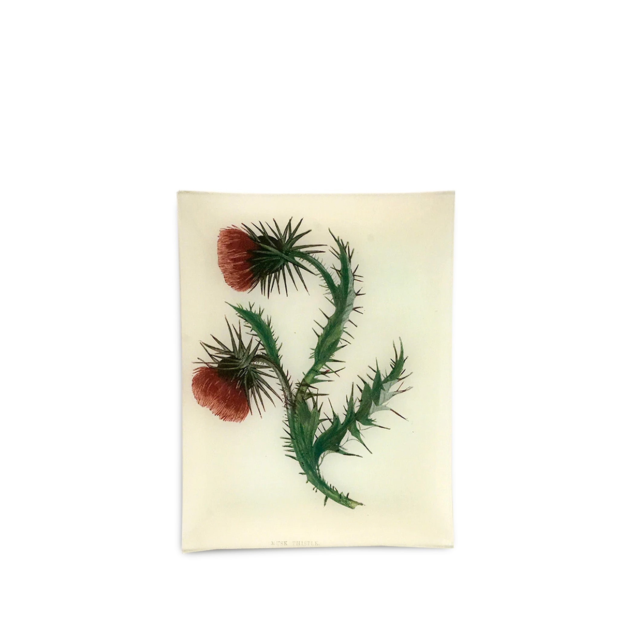 John Derian 'Musk Thistle' Rectangular Tray, 20 x 27cm