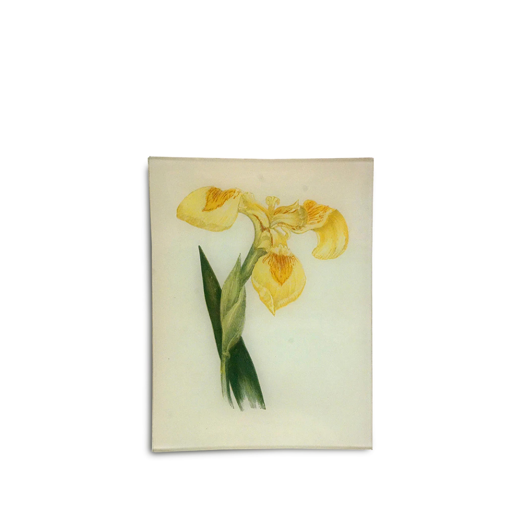 John Derian 'Yellow Iris' Rectangular Tray, 20 x 27cm