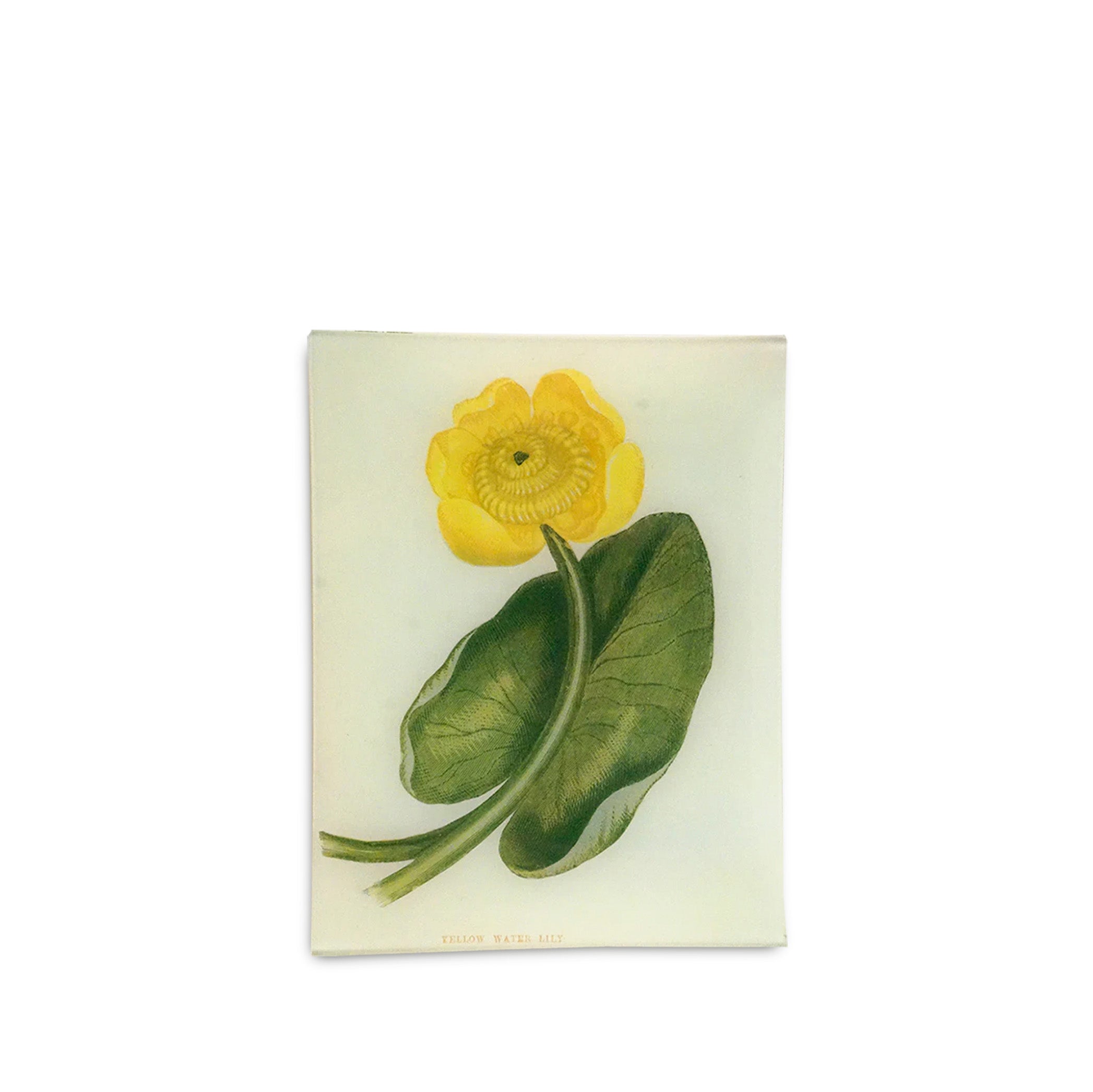 John Derian 'Yellow Water Lily' Rectangular Tray, 20 x 27cm