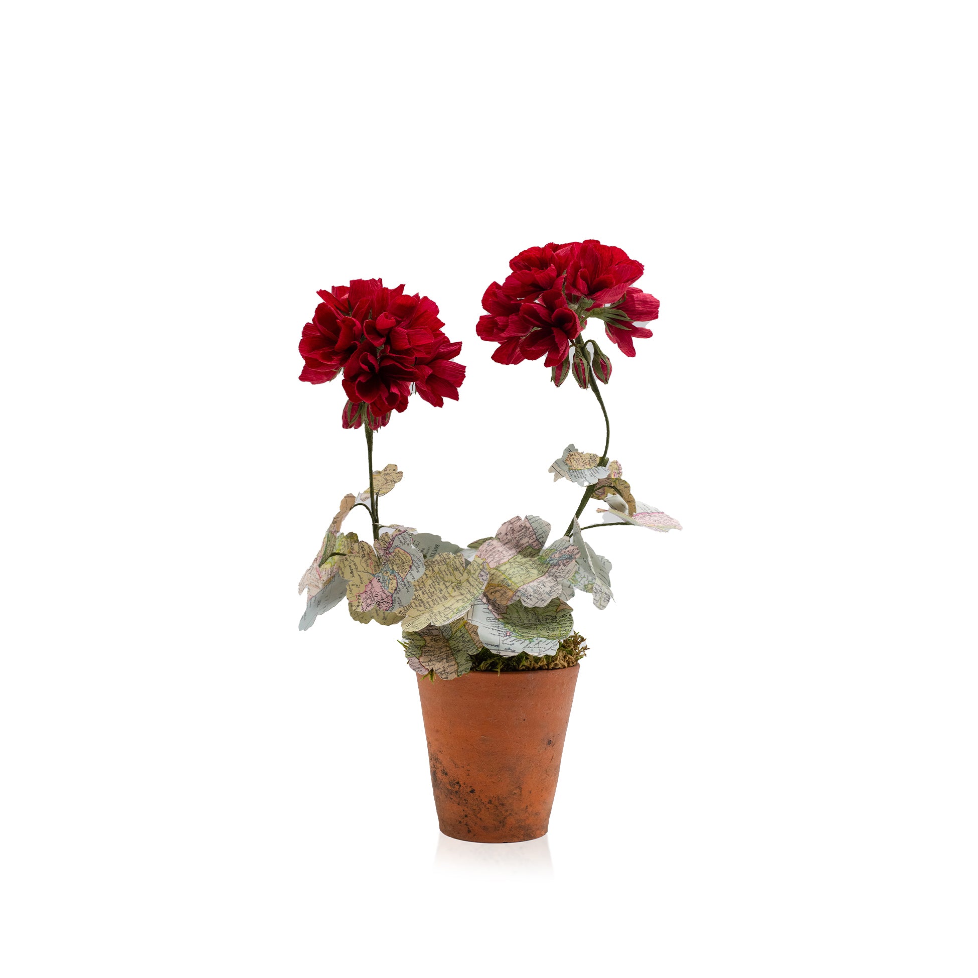 Red Primula World Map Paper Flowers & Clay Pot