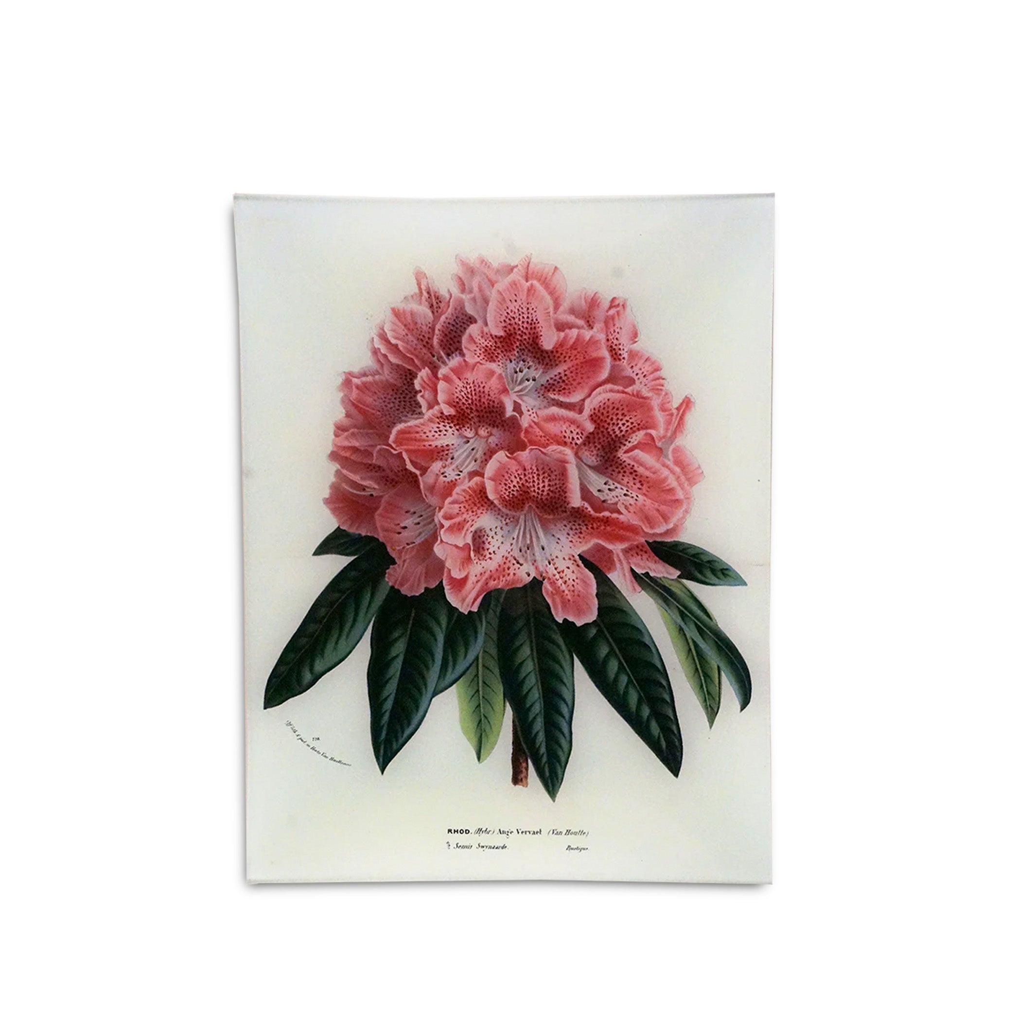 John Derian 'Rhododendron Ange Vervaet' Rectangular Tray, 25 x 33cm