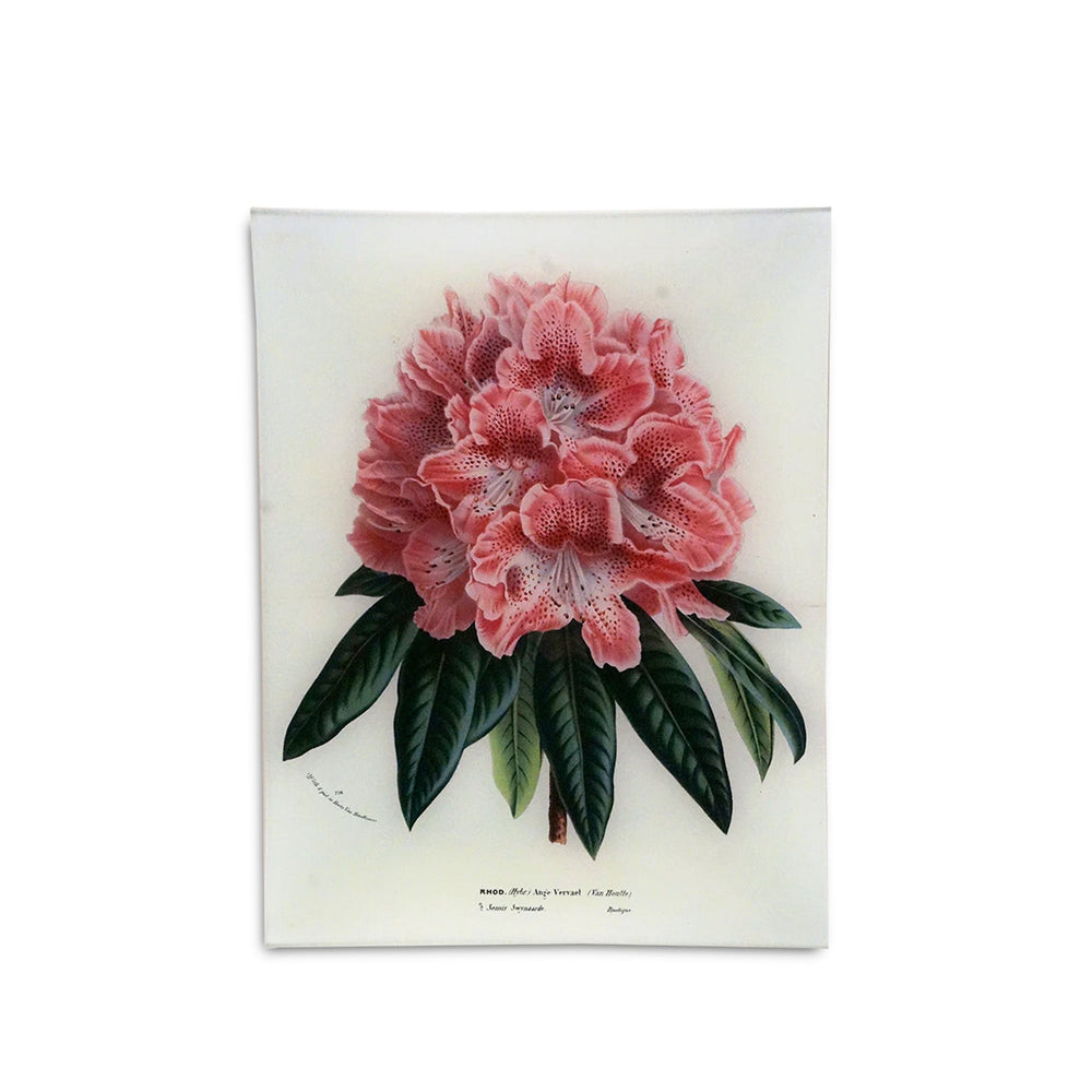 John Derian 'Rhododendron Ange Vervaet' Rectangular Tray, 25 x 33cm