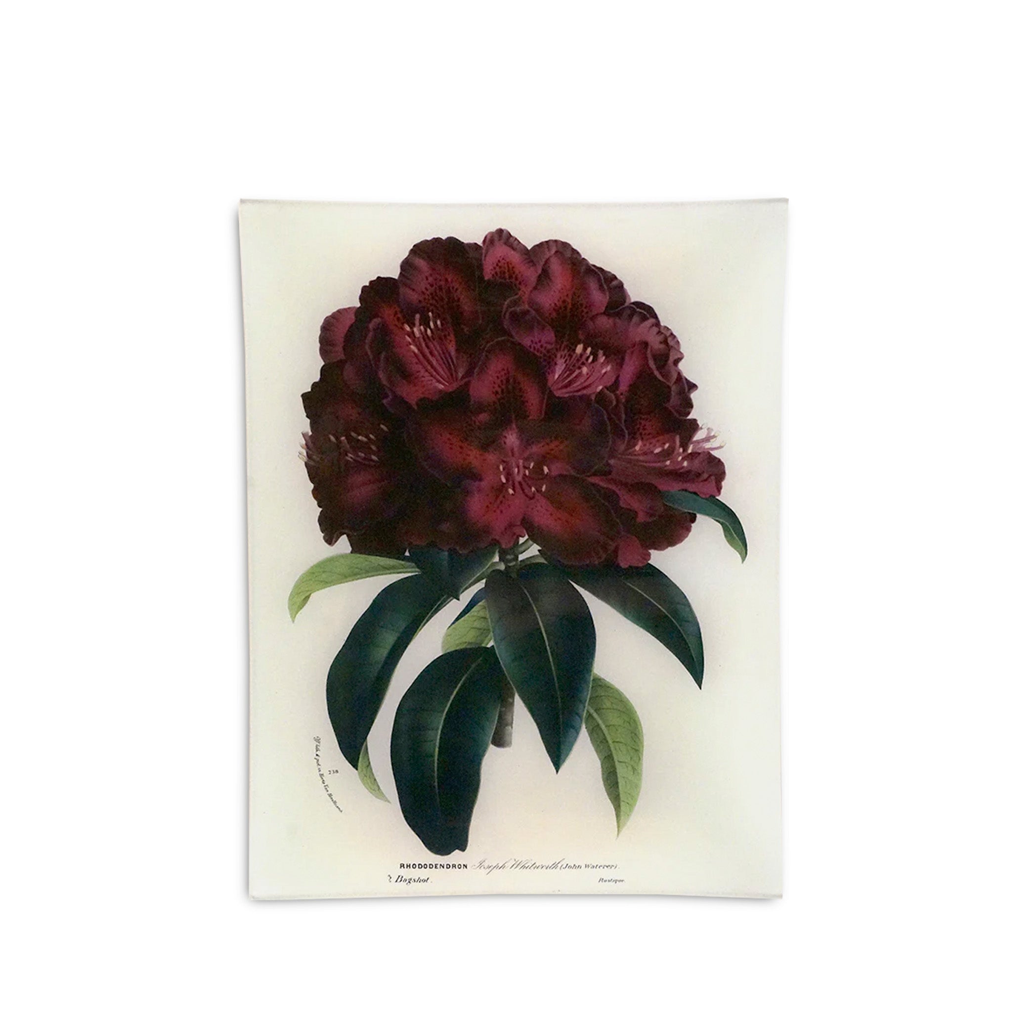 John Derian 'Rhododendron Joseph Whitworth' Rectangular Tray, 25 x 33cm