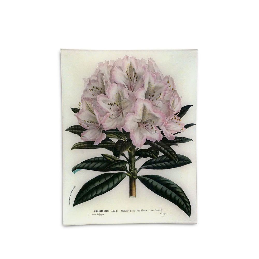 John Derian 'Rhododendron Madame Louis' Rectangular Tray, 25 x 33cm