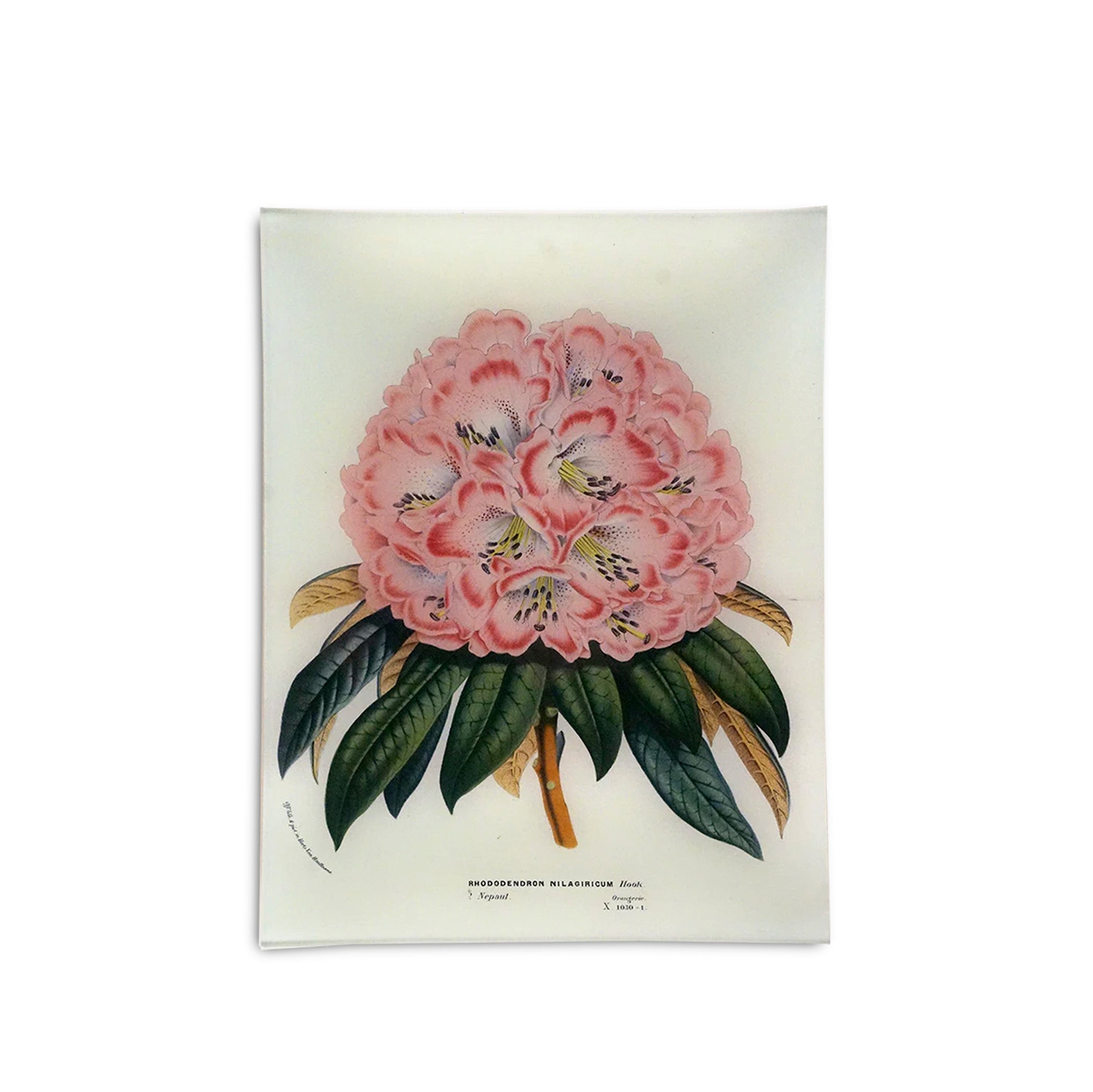 John Derian 'Rhododendron Nilagiricum' Rectangular Tray, 25 x 33cm