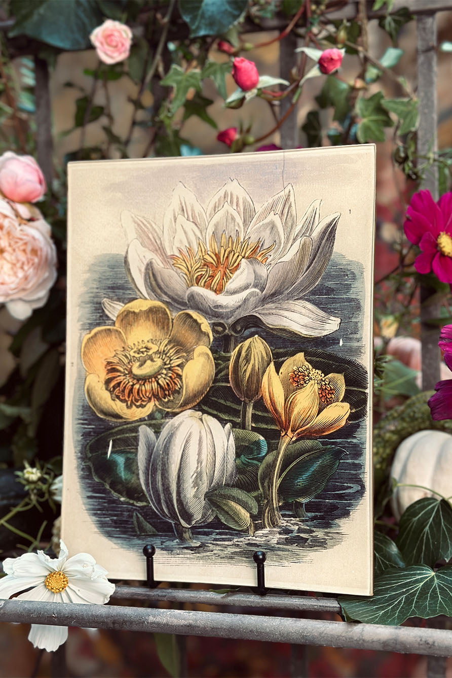 John Derian 'Water Lilies on Water' Rectangular Tray, 20x27cm