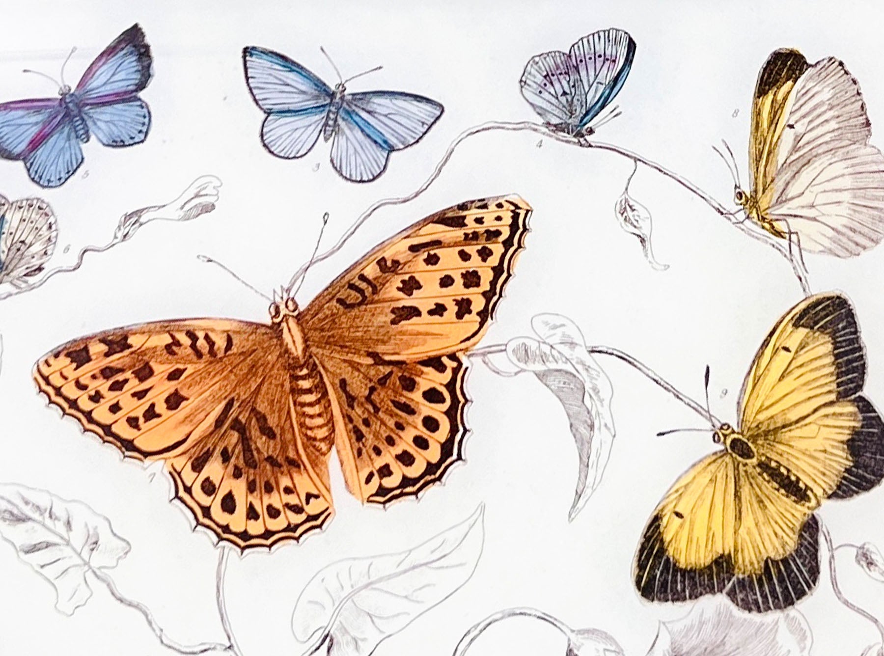 John Derian 'Butterflies' Rectangular Tray, 18 x 29cm