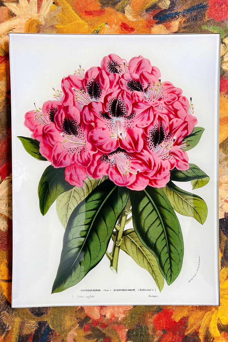John Derian 'Rhododendron Stamfordianum' Rectangular Tray, 25 x 33cm