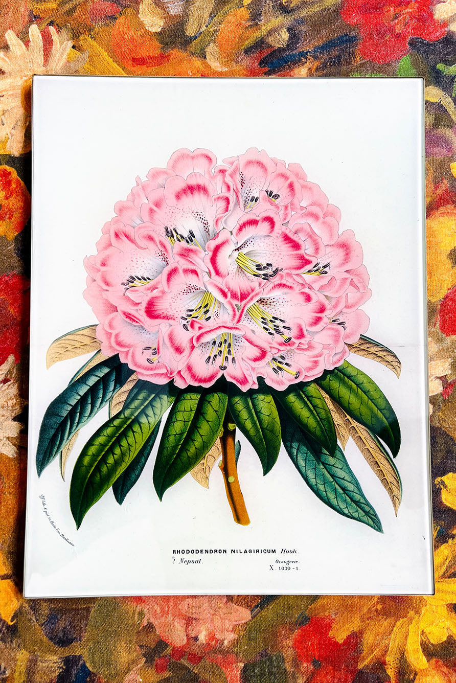 John Derian 'Rhododendron Nilagiricum' Rectangular Tray, 25 x 33cm