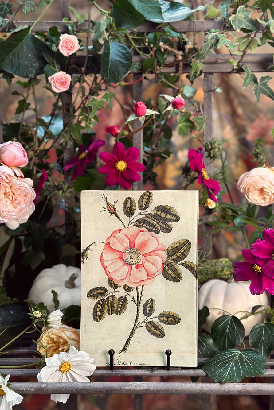 John Derian 'Darwin Tulips' Rectangular Medium Tray, 18 x 29cm