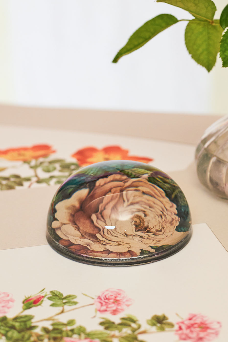 John Derian 'Sepia Rose Close Up' Paperweight, 9cm