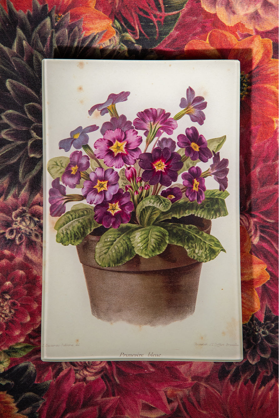 John Derian 'Potted Primrose' Medium Tray, 15 x 23cm