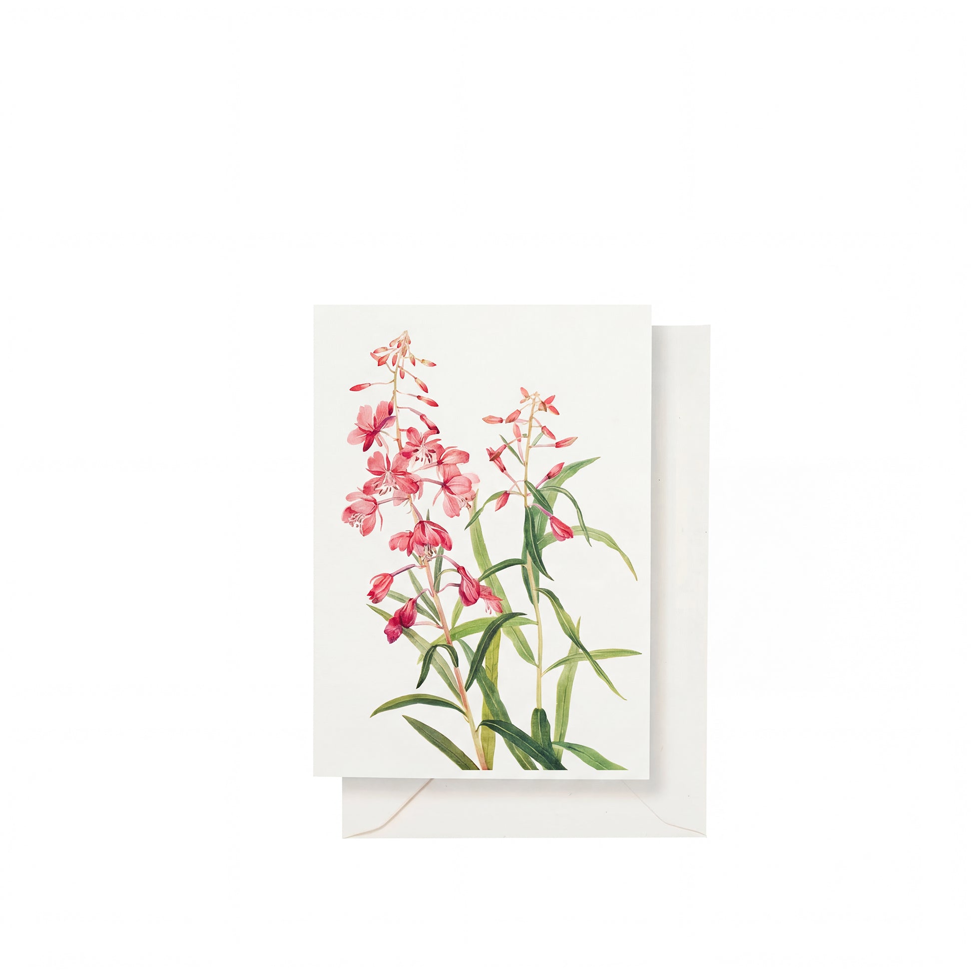 'Our June' - Pink Rosebay Willowherb Greeting Card, 15cm x 10cm (A6)