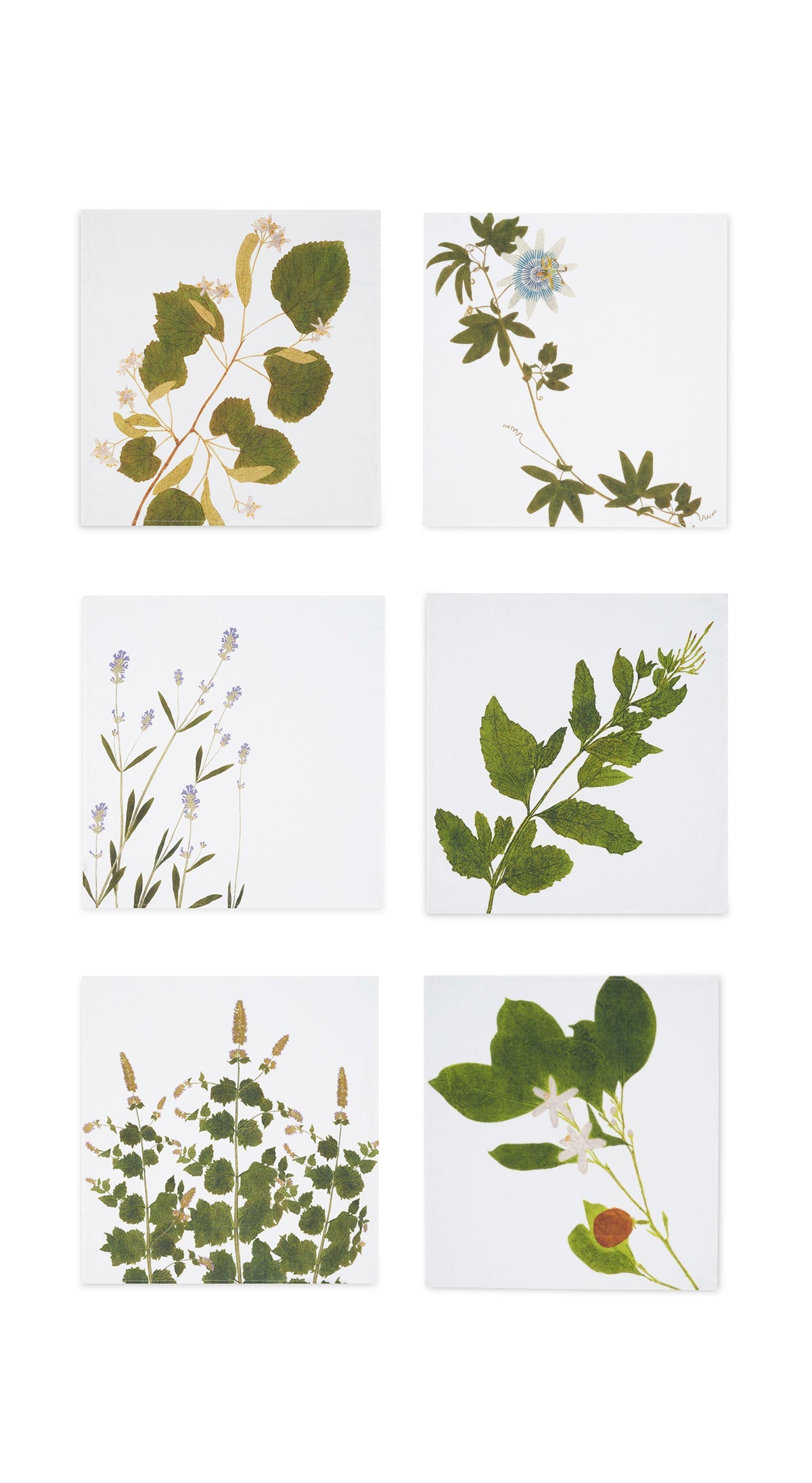 Set of Six 'Tisane' Herb Linen Napkins, 50x50cm